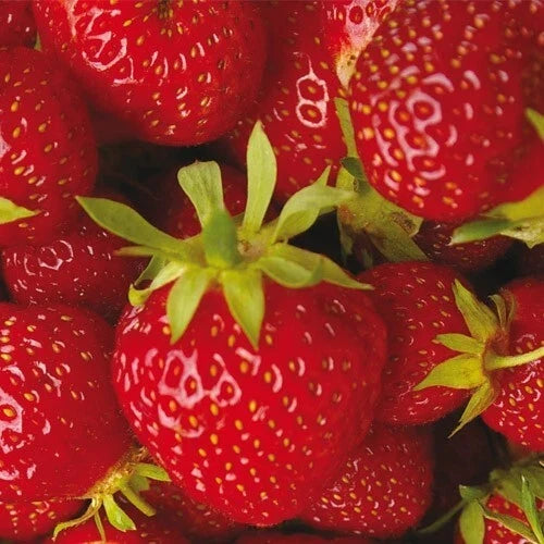 Strawberry Plants 10 Roots Allstar June-bearing Fragaria ananassa + 7 Pomegranate Cuttings Unrooted