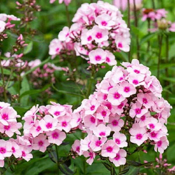 White Pink Phlox Seeds – Perennial Flower Seeds for Borders, Butterfly Attracting, Phlox paniculata, 50 Seeds
