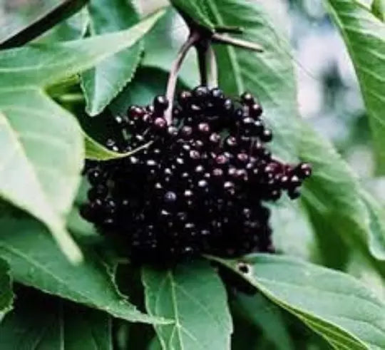 Black Elderberry Cuttings - 5+ Organic Sambucus nigra Cuttings for Medicinal Gardening