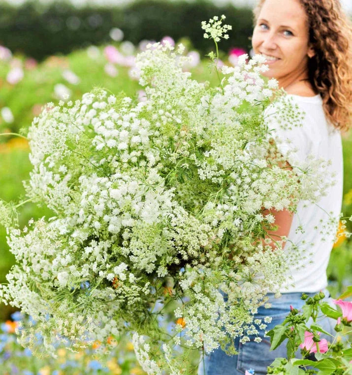 Bishop's Flower Seeds - Green Mist Ammi majus Non-GMO 200 Packets for Beneficial Insects & Pollinator Gardens