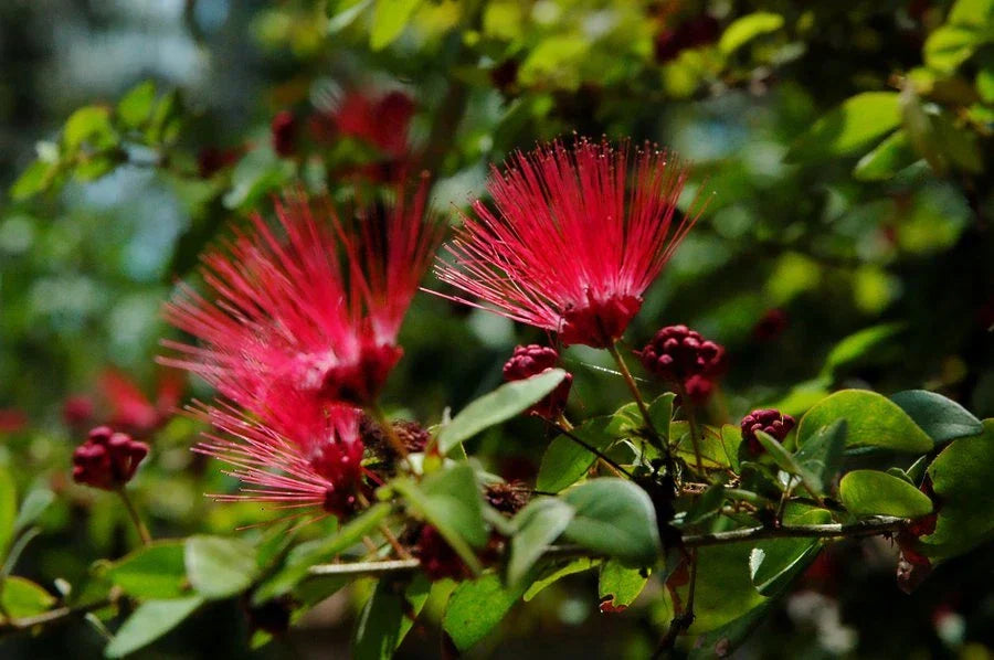 Red Mimosa Tree Seeds - 10 Pack - Albizia julibrissin Perennial Tree