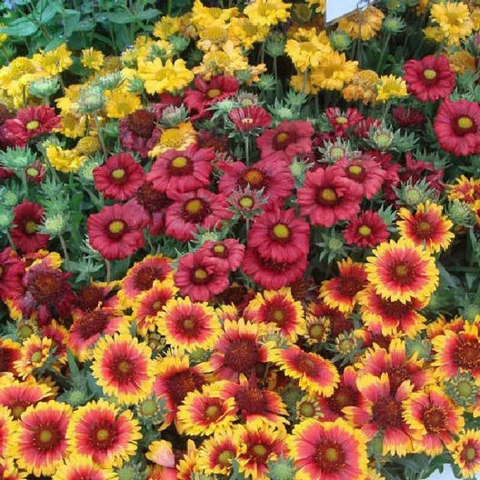 Blanket Flower Seeds - SINGLE MIX Gaillardia aristata Perennial for Butterflies, Pollinators, Non-GMO, 100 Seeds