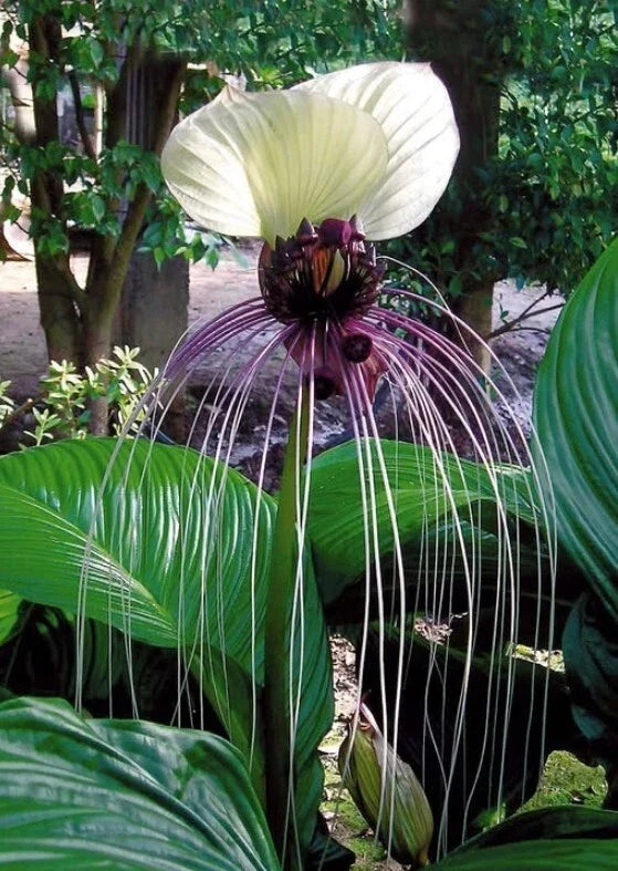 White Bat Flower Plant - Live 4-6" Tacca integrifolia with White Bracts, Exotic Indoor Plant, No Pot