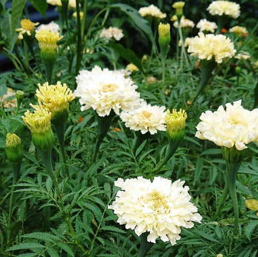 African Marigold Seeds - Kilimanjaro White - Non-GMO Tagetes erecta Flower Seeds, 50 Pack