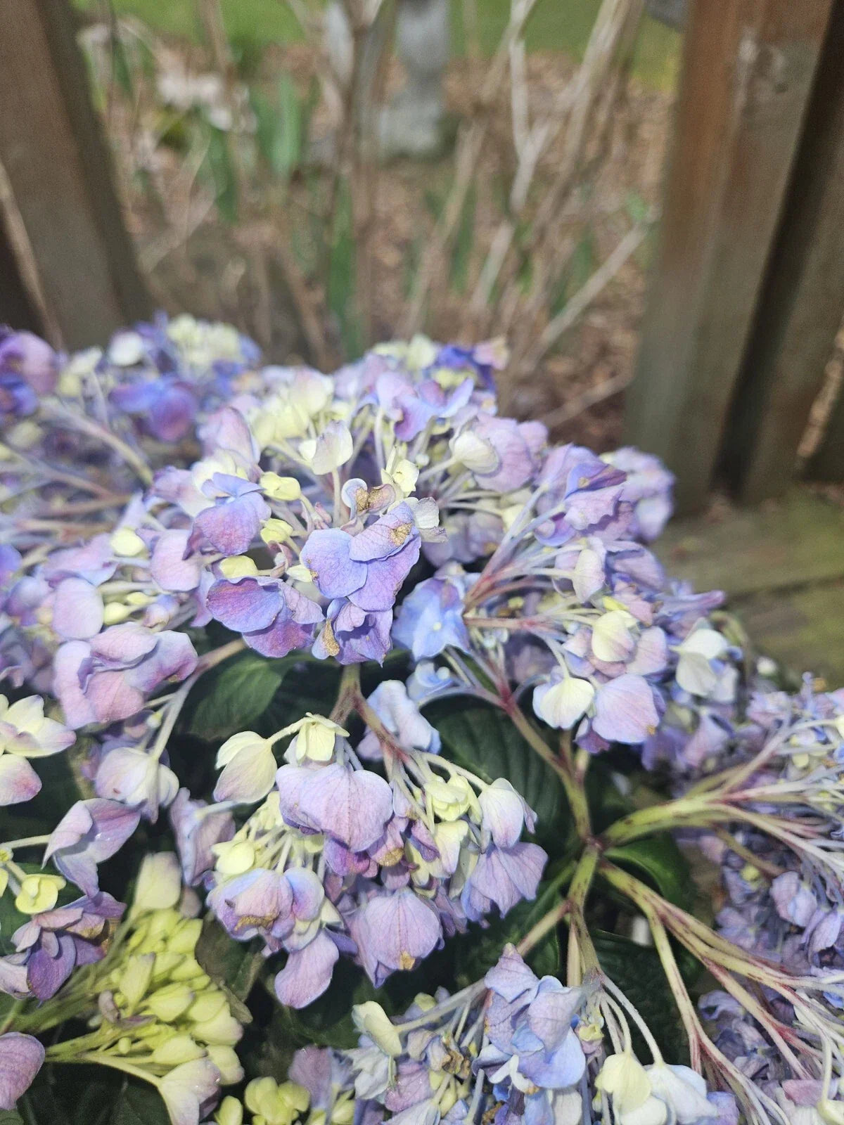 Bare Root Pink Hydrangea Plant - Medium Size - Elegant Pink & White Blooms - Hydrangea macrophylla