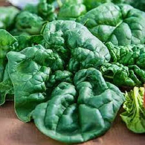 Premium Bloomsdale Spinach Seeds - Organic Heirloom Non-GMO, Fresh Spinacia oleracea Seed Packet for Home Gardens