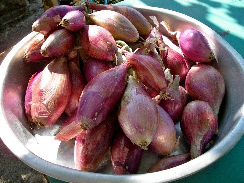 Torpedo Onion Seeds - 500+ Allium cepa Bulb-Forming Garden Seeds for Home Growing in USA