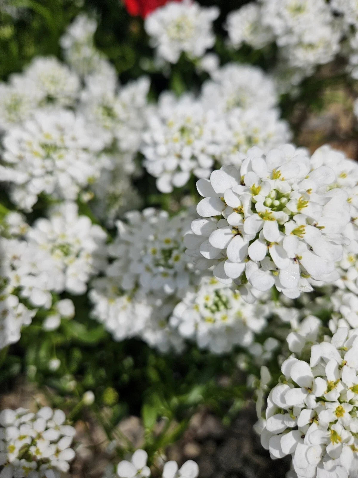Candytuft Bare Root Plant - 'Snow Surfer' White Flowers - Iberis Sempervirens Perennial for Gardens & Landscaping