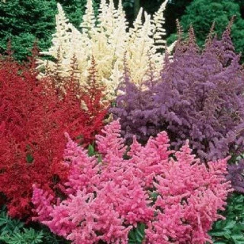 Astilbe Seeds Pack - White, Pink, Red Perennial Garden Flowers - Shade-Loving Astilbe spp.