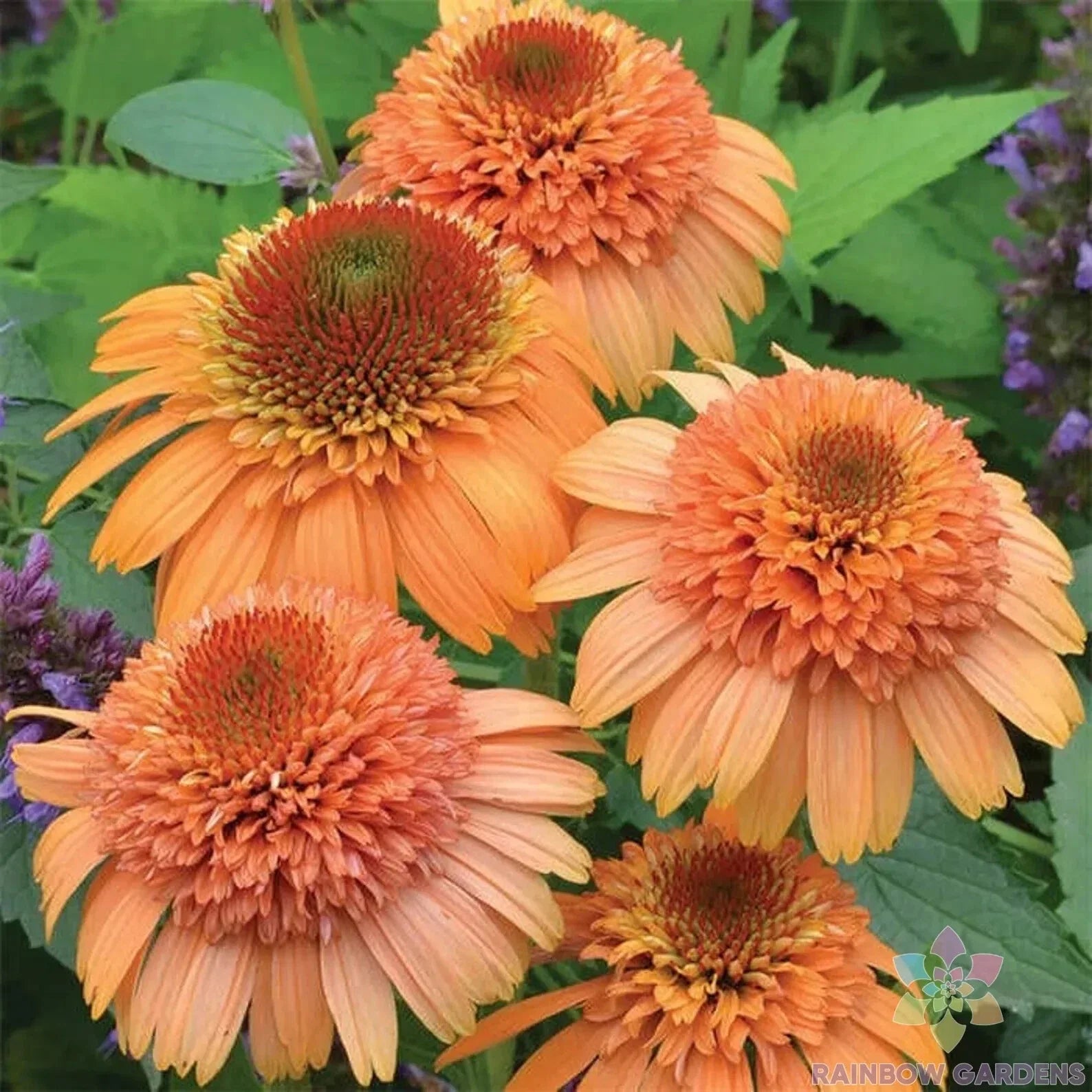 Cantaloupe Rudbeckia Seeds - 200+ Pack for Garden Planting - Black-eyed Susan - Rudbeckia hirta, Perennial Flowers