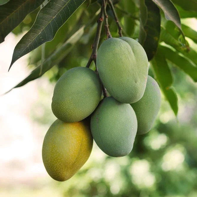 Grafted Ice Cream Mango Seedling - Live Fruit Plant in 3G Pot - Mangifera indica