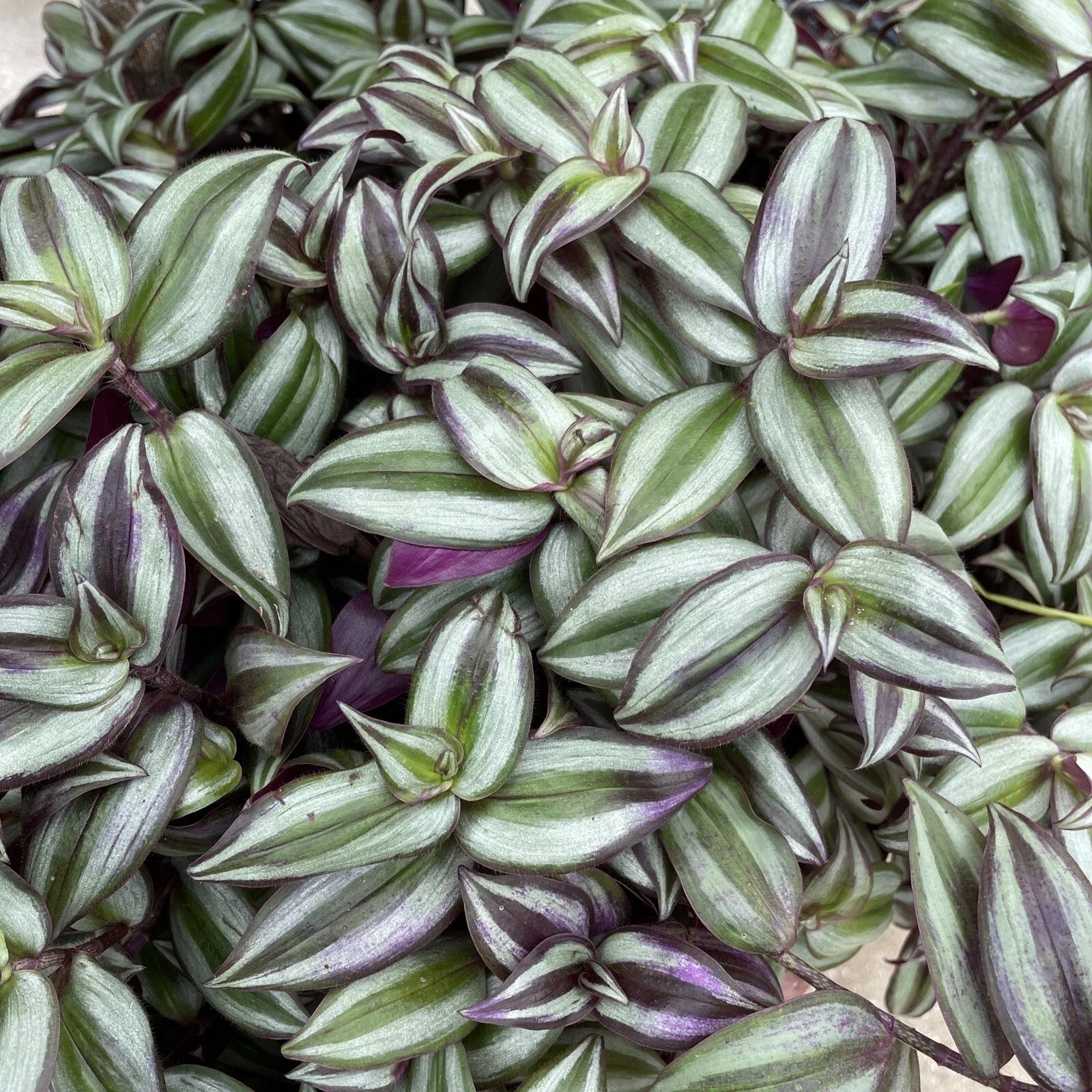 Wandering Jew Plant Bare Root 6" Pot Tradescantia Zebrina Indoor Outdoor Hanging Pot Purple Striped Foliage