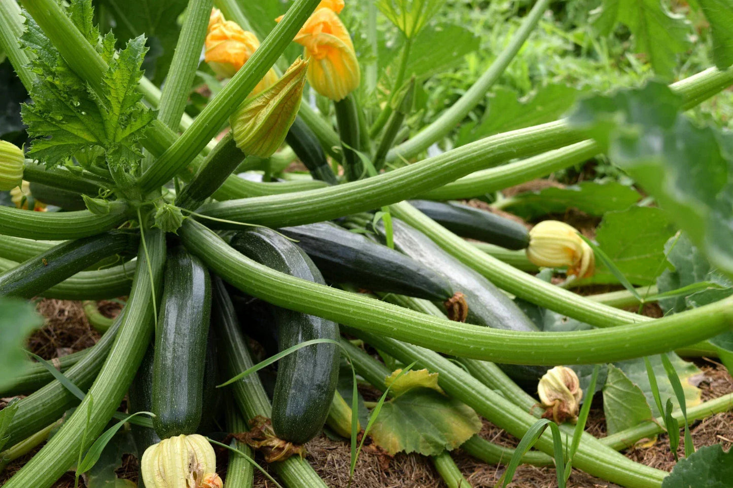 Black Beauty Zucchini Seeds - 10 Pack Dark Green Summer Squash Cucurbita pepo