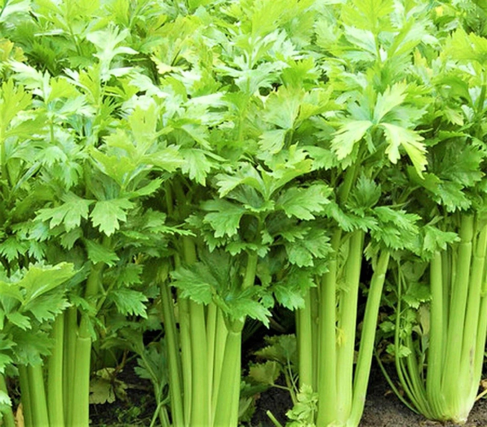 Tall Utah 52 Celery Seeds – Non-GMO Organic Apium graveolens for Home Gardens, 1,000 Seeds