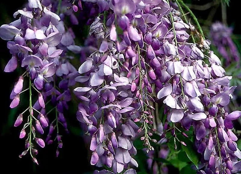 Blue Chinese Wisteria Live Plant - Rooted Vine 1-2 ft - Purple Flowers - Wisteria sinensis for Garden, Trellis & Fence