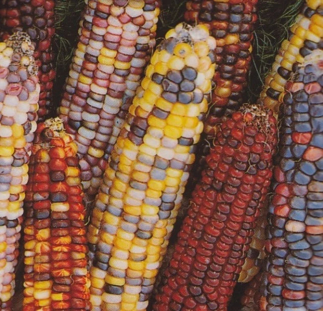 Rainbow Ornamental Corn Seeds - Vibrant Multi-Color Zea mays for Garden & Landscape Planting