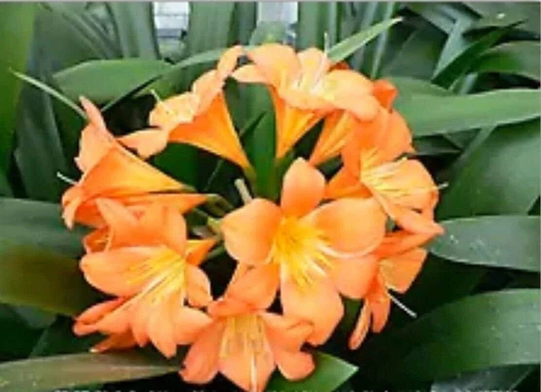 Large Orange Clivia Plant Bare Root - Clivia miniata Indoor/Outdoor Flowering Houseplant