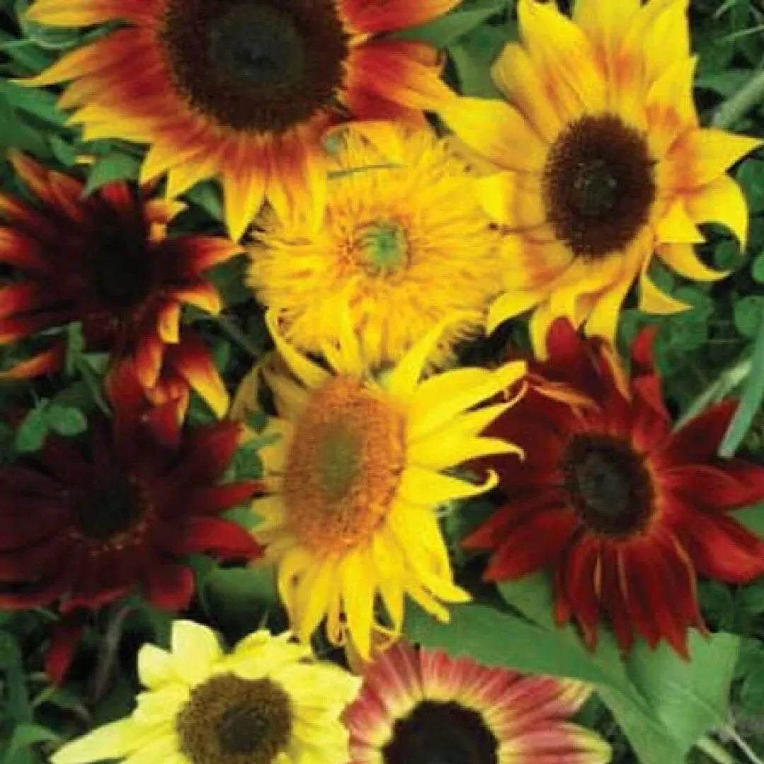 Sunflower Seeds Mix 25+ Varieties Non-GMO Helianthus annuus Flower Seeds for Garden, Pollinator Attracting, USA Grown
