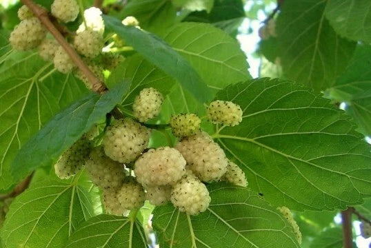 Organic White Mulberry Seeds - Heirloom Morus alba for Fruit Production, Non-GMO, USA Harvested, Pack of 50+ Seeds