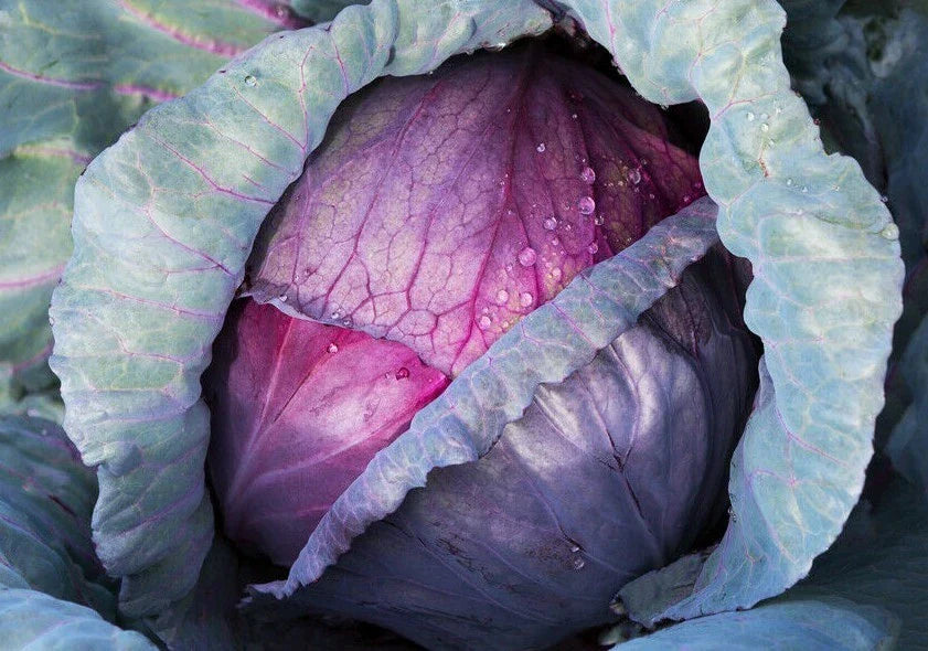 Red Acre Cabbage Seeds - 300+ Heirloom Seeds for Healthy Garden | Brassica oleracea