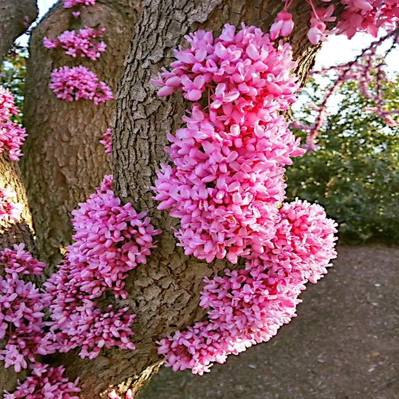 Judas Tree Seeds - Cercis siliquastrum - Mediterranean Redbud Flowers