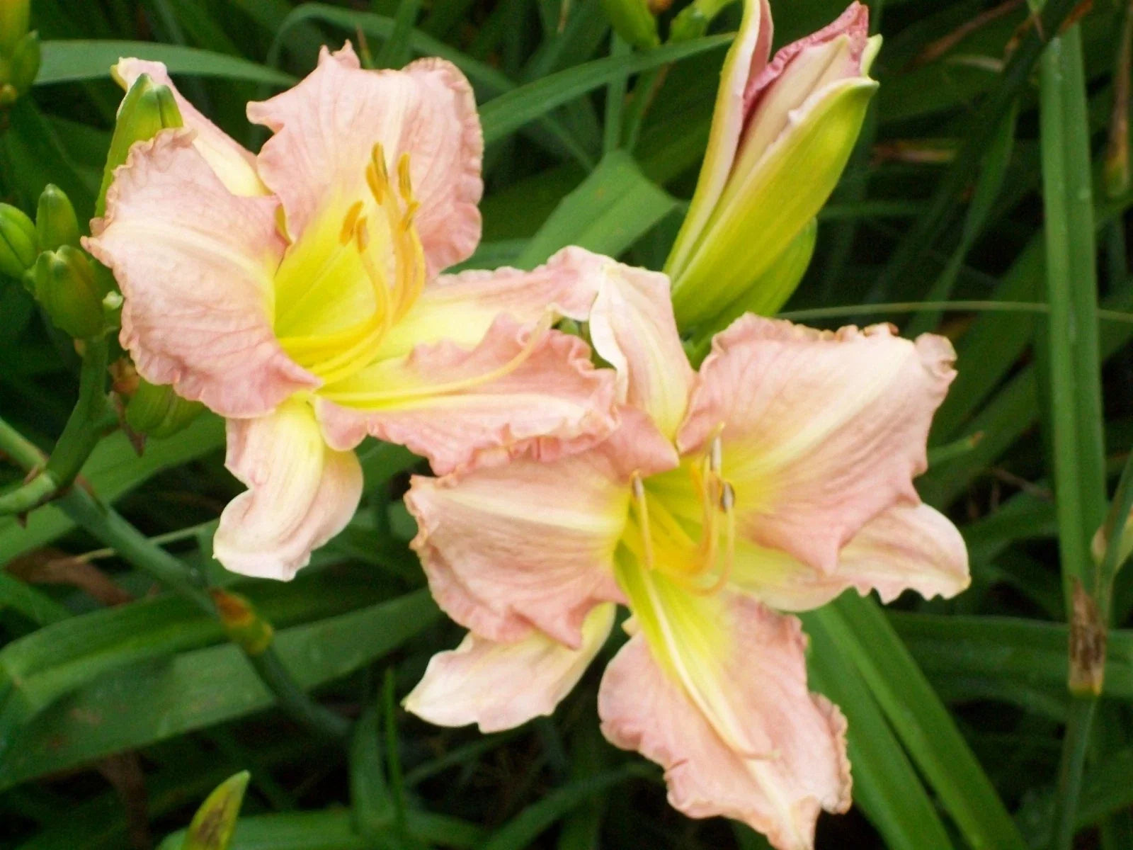 Antique Rose Daylily Plant - Perennial Flower - Hemerocallis 'Antique Rose' - Garden Border, Pollinator Attracting