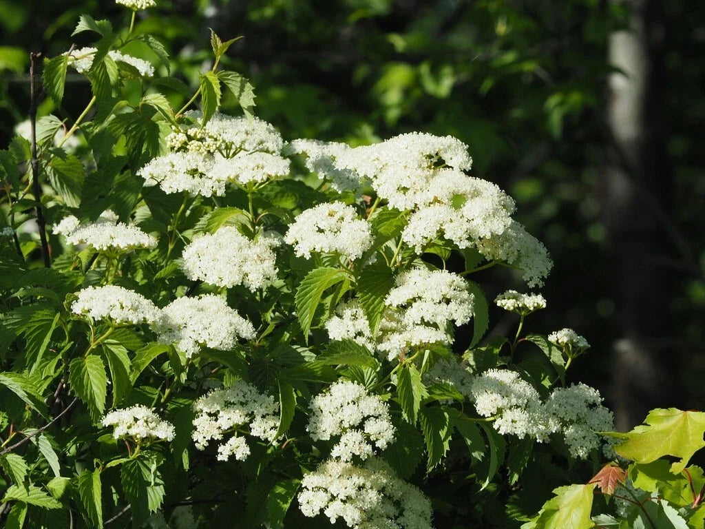 Viburnum Seeds - 50 Count Arrowwood Viburnum (Viburnum dentatum) Flowering Shrub Seeds for Garden, Landscape & Wildlife