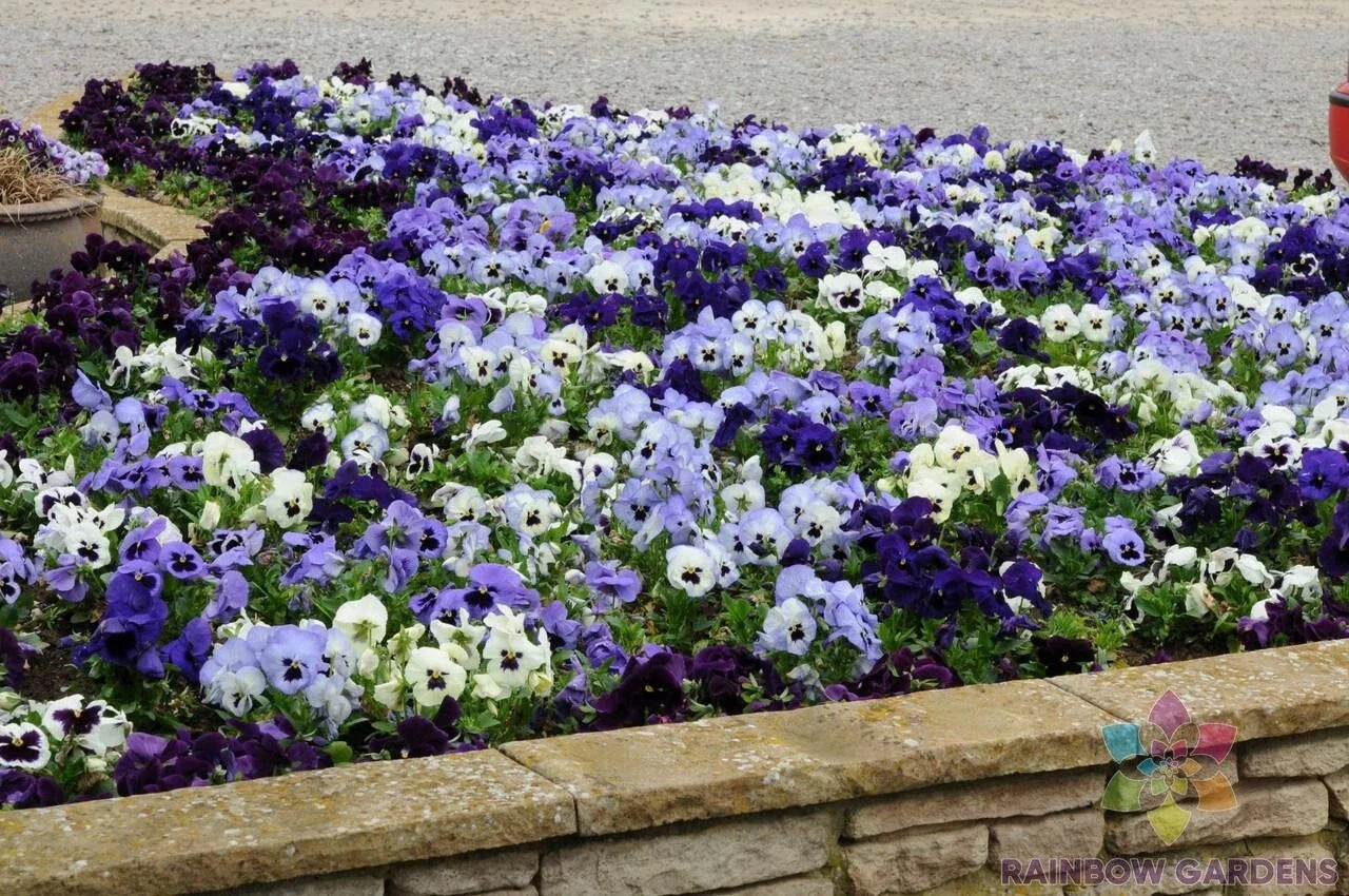 Ocean Breeze Mix Pansy Seeds - Viola tricolor - Garden Flower Seeds for Borders & Containers