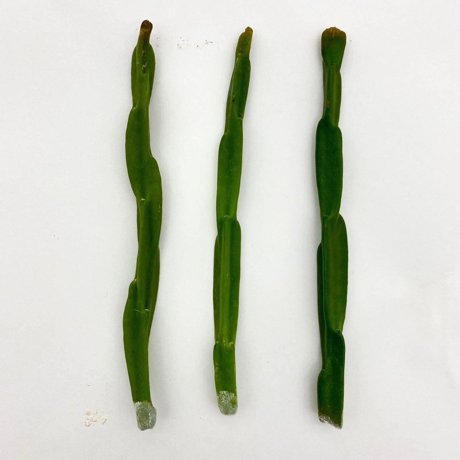 Rhipsalis paradoxa Plant Cuttings – Unique Trailing Cactus for Indoor Gardening – Exotic Houseplant Decor