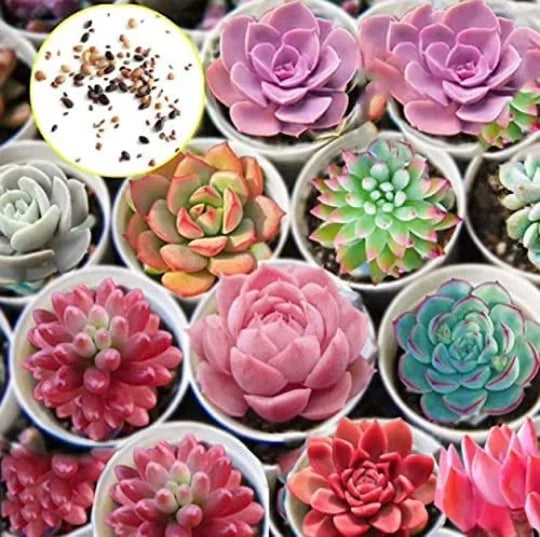 Hens and Chicks Succulent Seeds - 50 Pack, Drought Tolerant Echeveria spp., Easy to Grow, Garden, Container, Rosette Shape