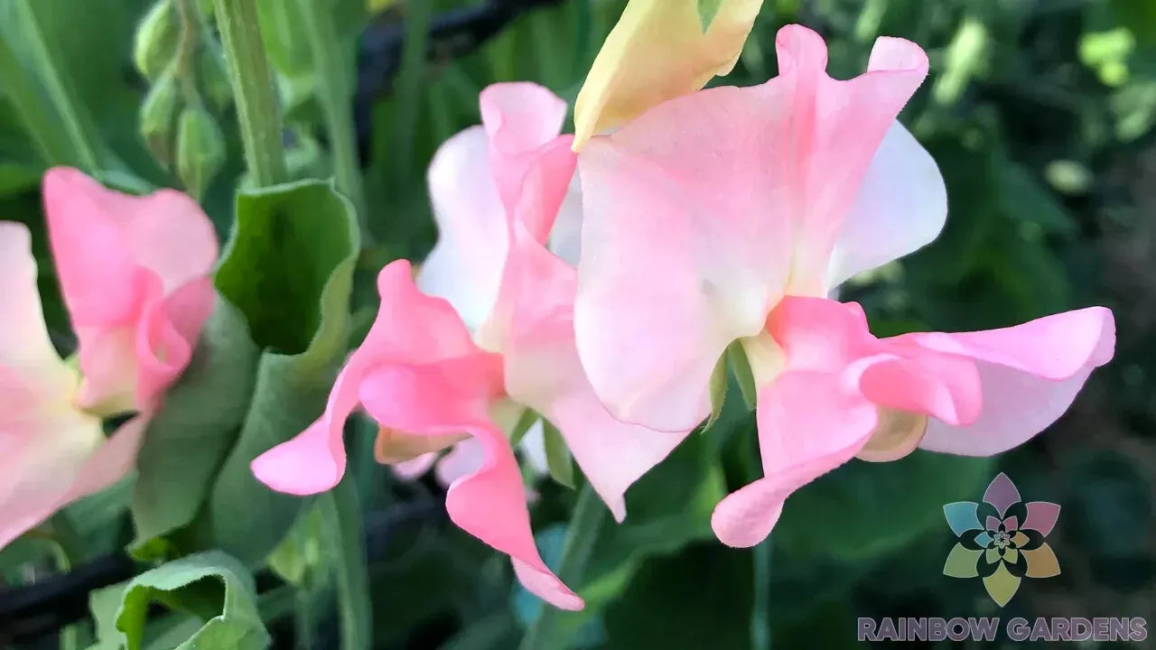 Sally Ann Sweet Pea Seeds - 50+ Pack - Heirloom Garden Seeds - Lathyrus odoratus - Fragrant Pink & Purple Blooms
