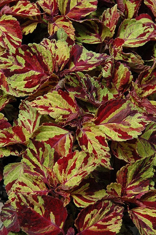 Coleus Seeds - Wizard Mosaic Variety - Colorful Foliage for Gardens & Containers - Plectranthus scutellarioides, 40 Seeds