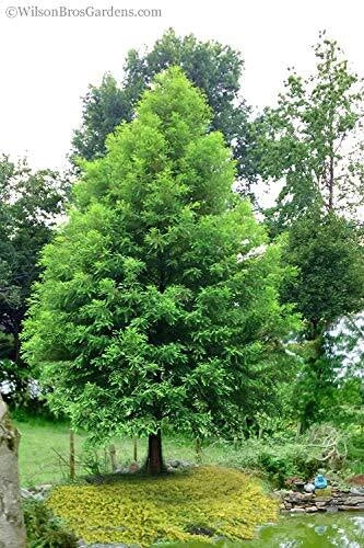 Bald Cypress Seeds - 10 Pack, Exotic Evergreen Tree Seeds, Taxodium distichum, Wetland Tree, Ornamental Landscaping