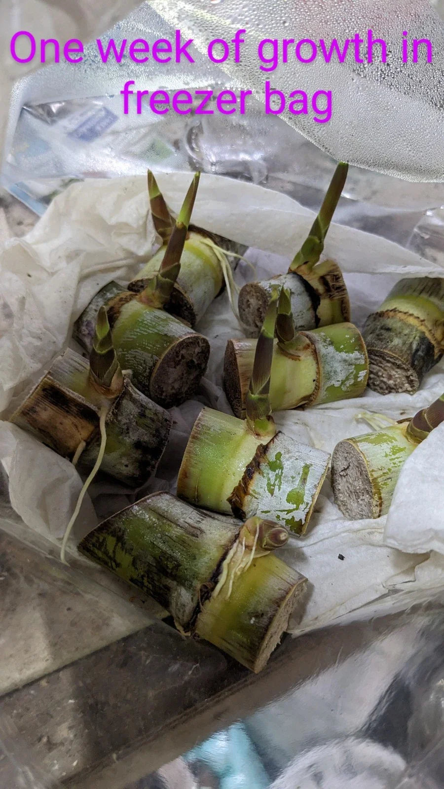 Louisiana Sugar Cane Cuttings - 10 Buds, Nodes - Saccharum officinarum, Sweet Variety for Gardening & Culinary Use