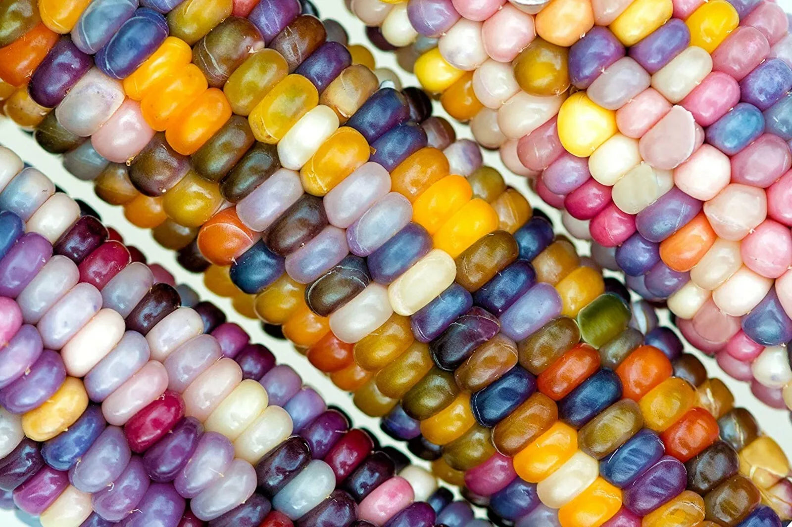 Glass Gem Indian Corn Seeds - Heirloom Zea mays 'Glass Gem' for Ornamental Garden Planting, Rainbow Kernels, 100 Pack