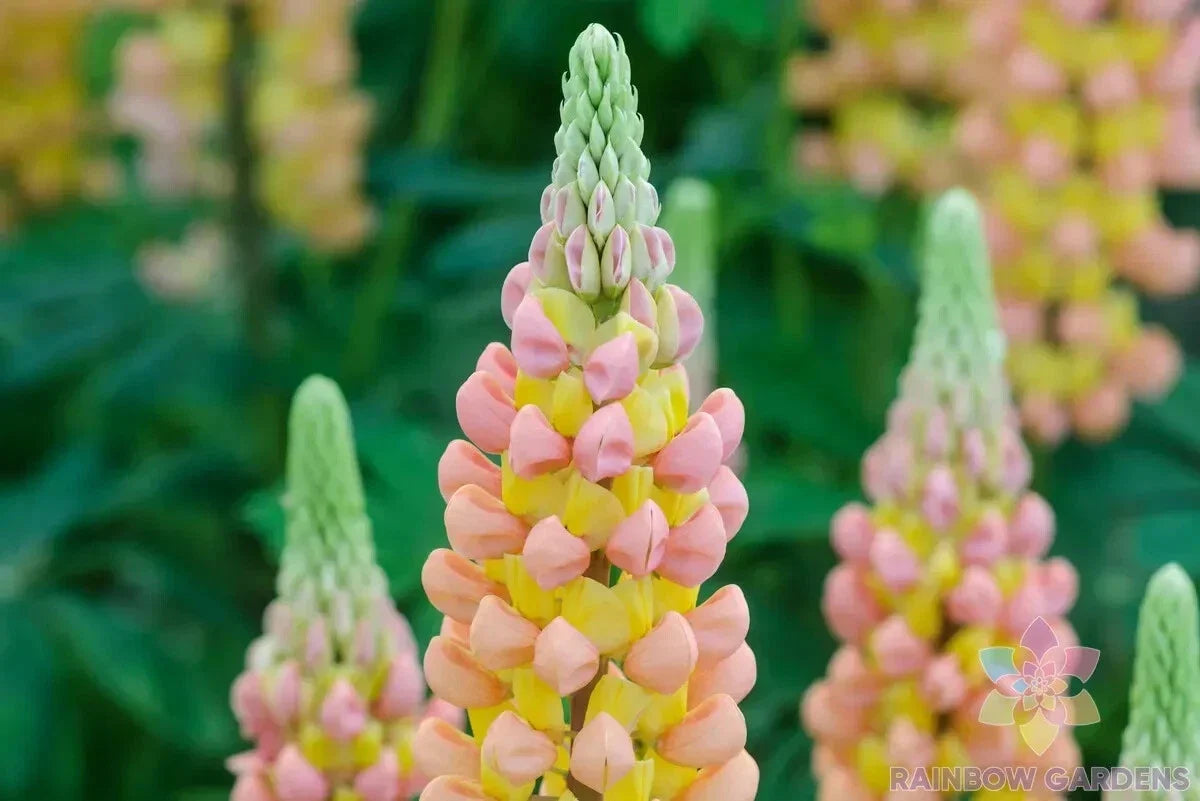 African Sunset Lupine Seeds - 25+ Pack, Lupinus polyphyllus, Perennial Flower for Garden, Vibrant Orange, Yellow & Purple Blooms