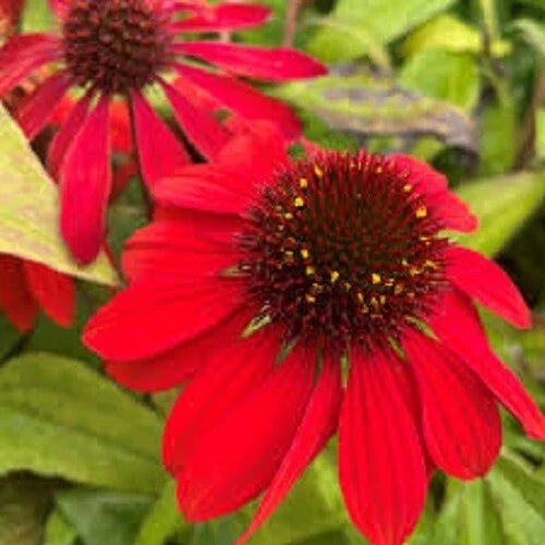 Sangita Coneflower Seeds, Echinacea purpurea, Perennial Flower Seeds, Purple-Pink Blooms, Attracts Pollinators, USA Seller
