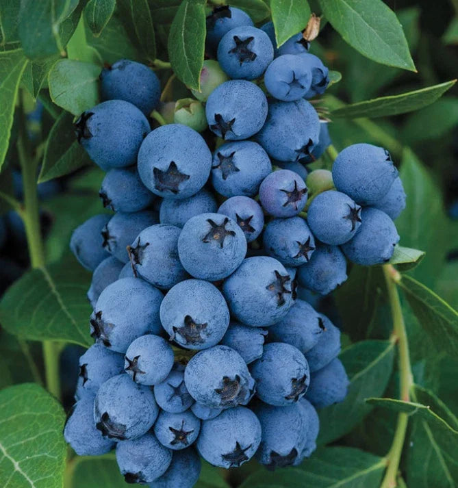 Jewel Blueberry Bush Starter Plant 4-6 in, Vaccinium corymbosum 'Jewel', High-Yielding, Compact, Edible Berries