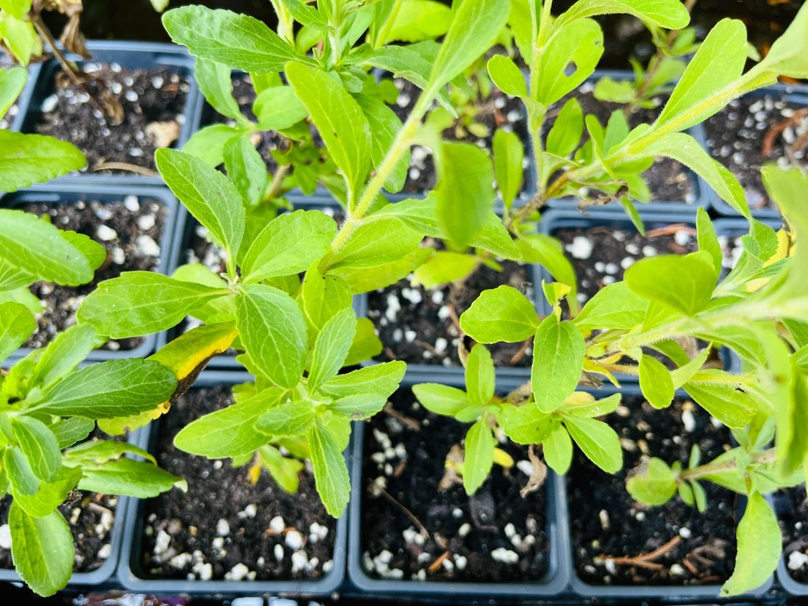 Stevia Rebaudiana Live Plant Plug | Well-Rooted Herb for Gardening & Cooking | Natural Sweetener