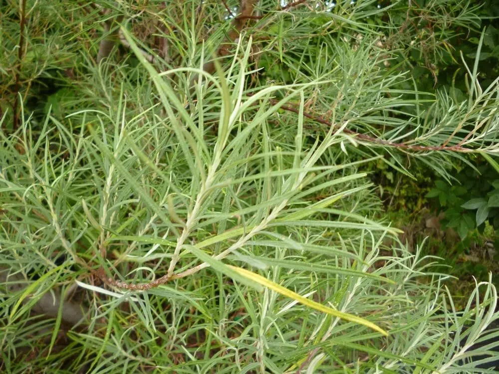 Rosemary Willow Tree Cuttings - 50 Pack Salix elaeagnos Landscape Bush for Privacy & Garden