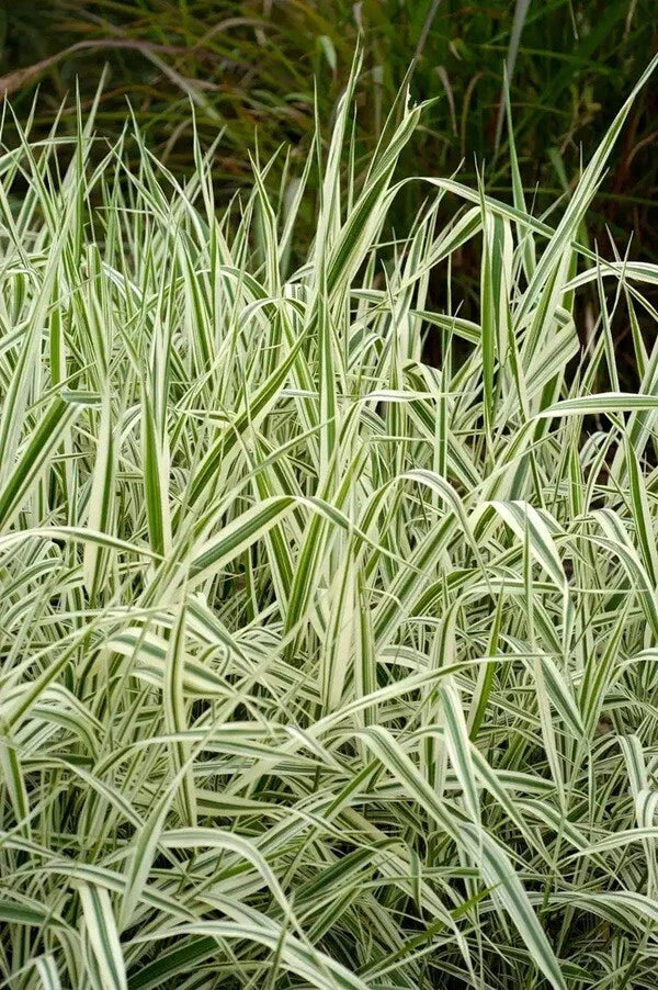 Strawberry & Cream Ribbon Grass Root Divisions – Phalaris arundinacea for Pond Edges & Gardens, 8 Plants