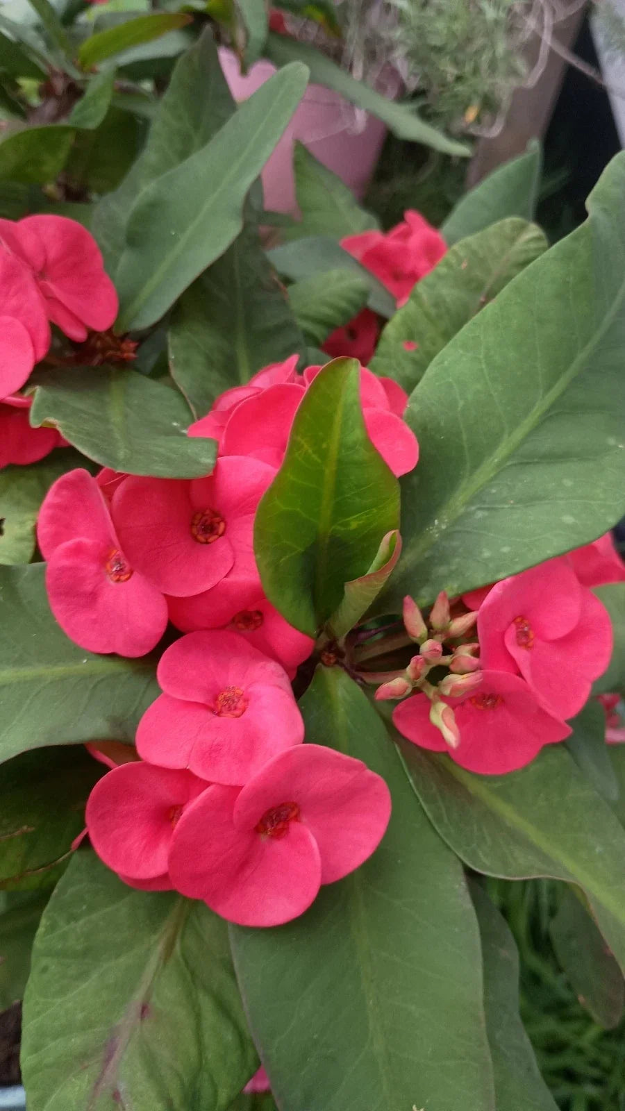 Hot Pink Crown of Thorns Cutting, Euphorbia milii, Indoor Succulent Plant Propagation, Bright Pink Flowers, No Roots