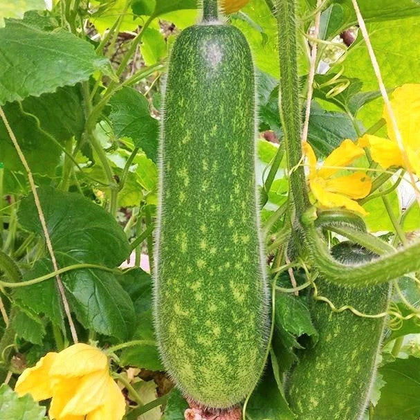 Fuzzy Hair Melon Seeds – Wax Gourd Fuzzy Hair Fuzzy Exterior – Cucurbita maxima, Light Green, Vining Plant, Pack of 20 Seeds