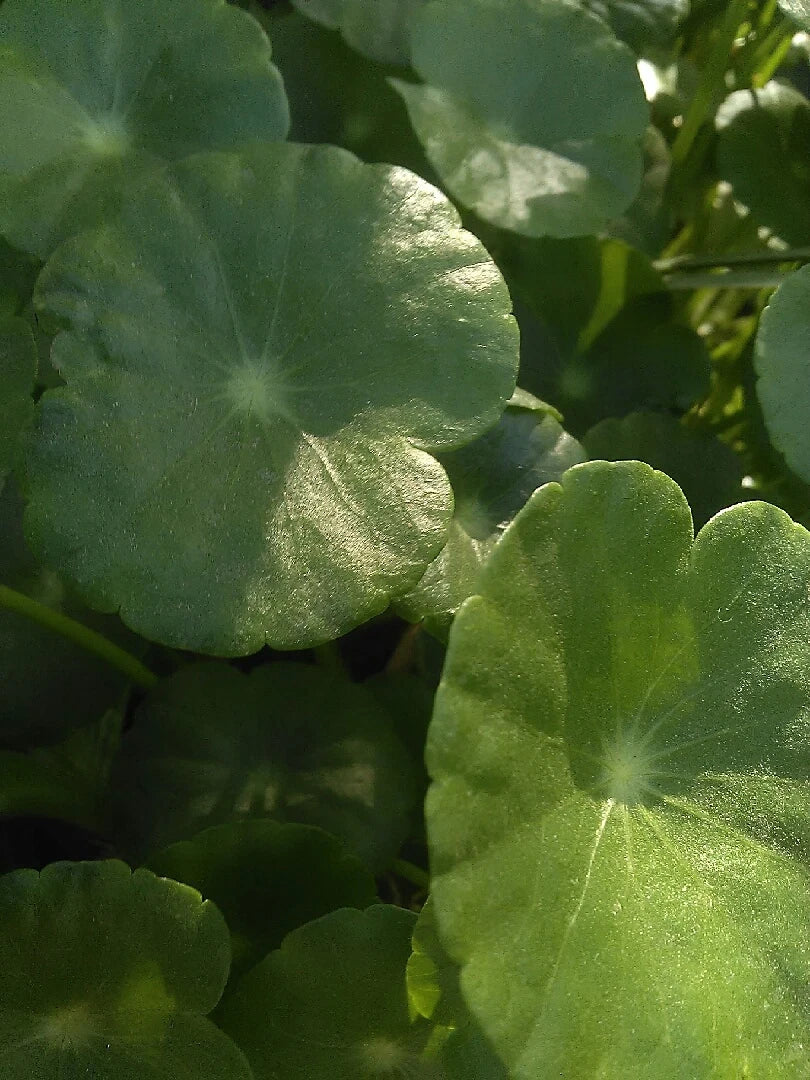 Pennywort Marginal Pond Plant with Many Stems - Hydrocotyle spp. for Water Gardens & Bogs, Live Aquatic Plant