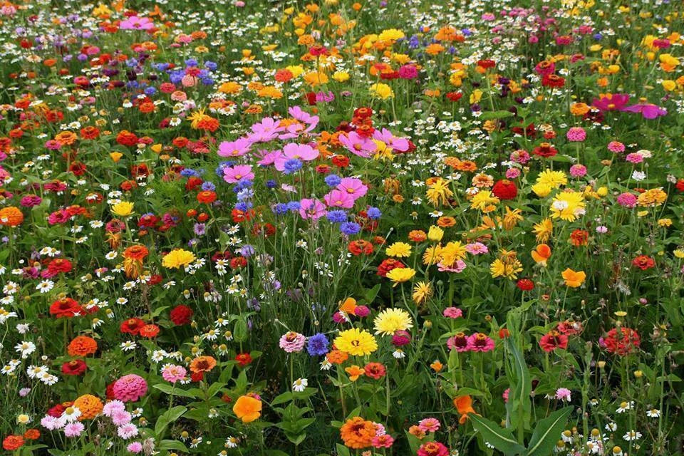 Deer Resistant Wildflower Seed Mix - 1 OZ, 13 Native Species, Eco-Friendly Pollinator Garden