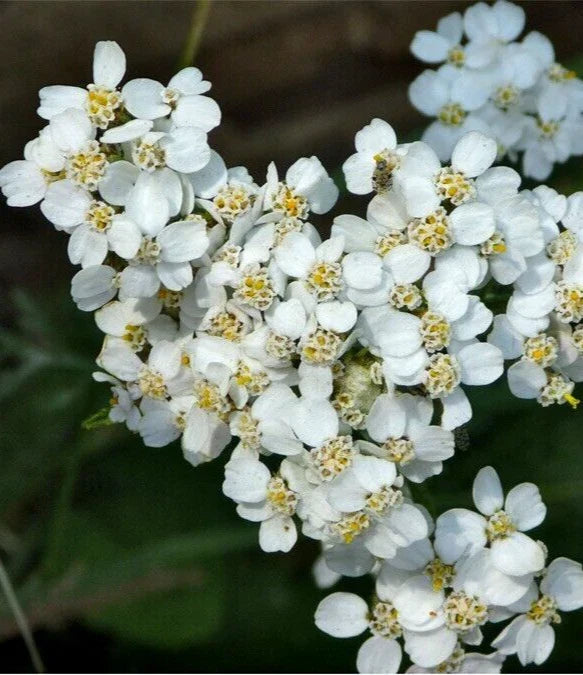 White Yarrow Seeds - Organic Achillea Millefolium Perennial Herb, 100+ Seeds