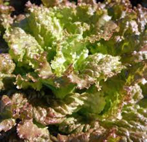 Red Romaine Lettuce Seeds – Heirloom Non-GMO, 500 Pack, Organic Garden Seeds, Lactuca sativa, Salad Greens