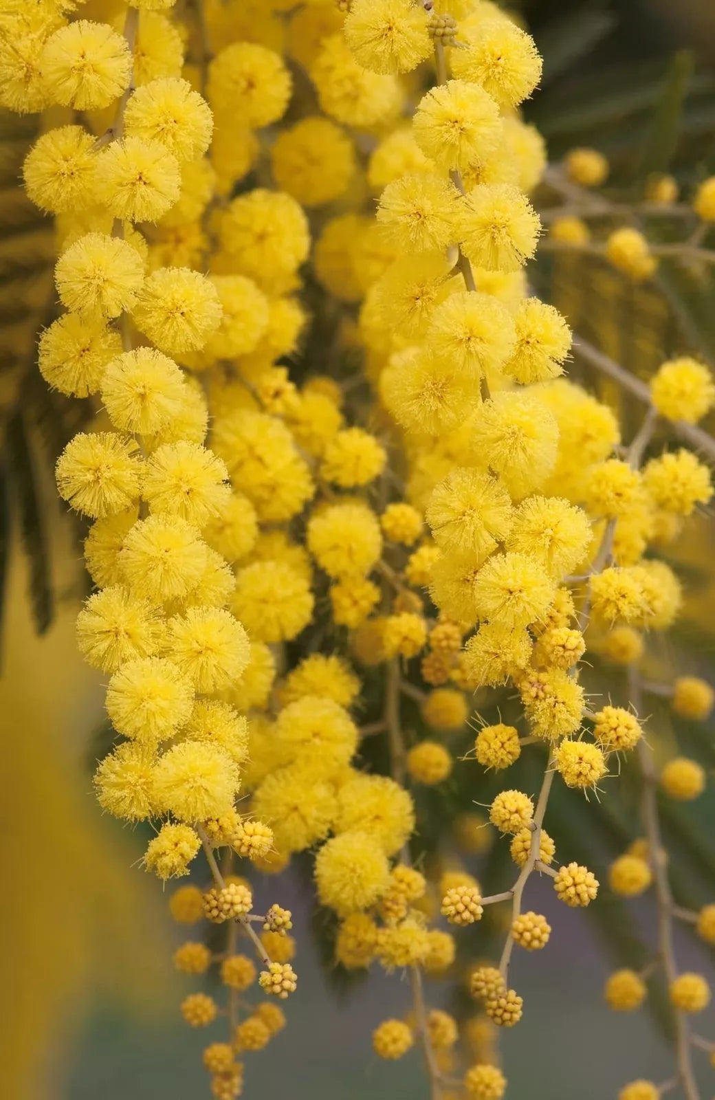 Golden Mimosa Tree Seeds - Acacia baileyana - Drought-Tolerant Ornamental Tree for Gardens & Landscaping - 30 Seeds