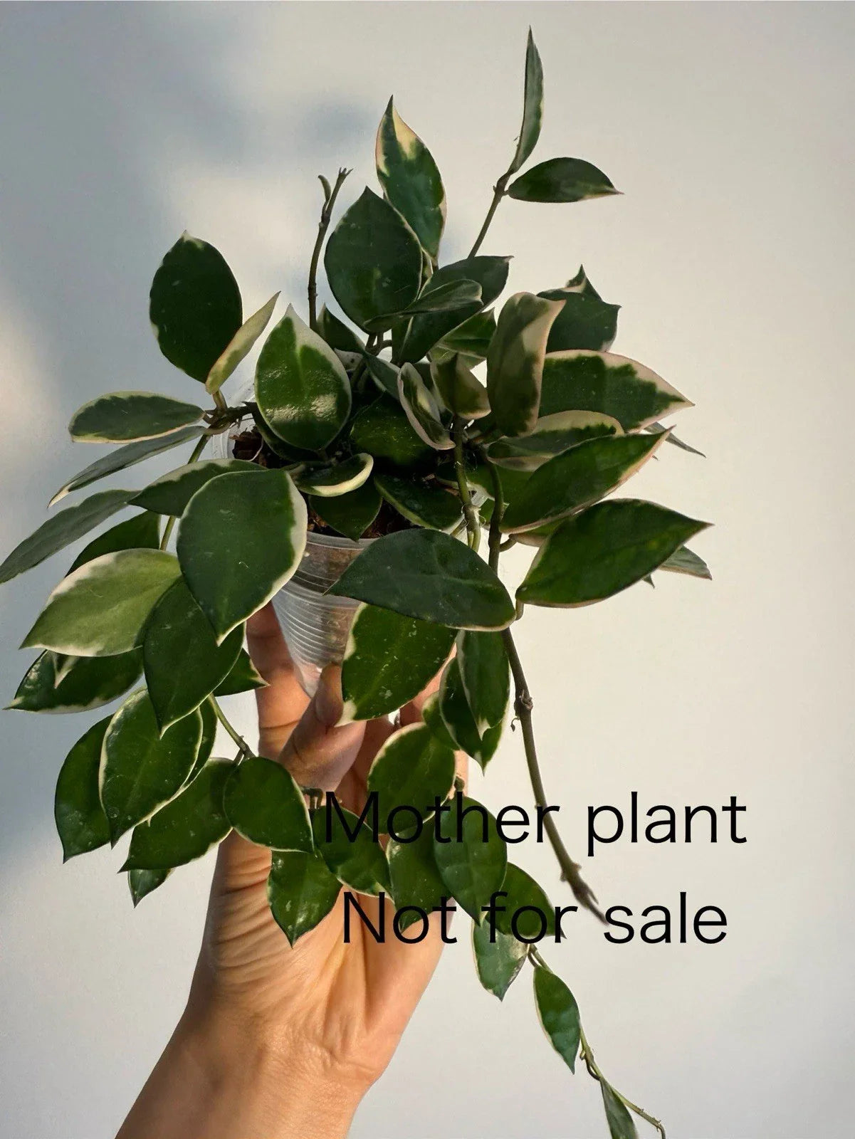 Hoya Lacunosa Asami Unrooted One Node Cutting with Outer Variegation - Rare Indoor Plant for Propagation