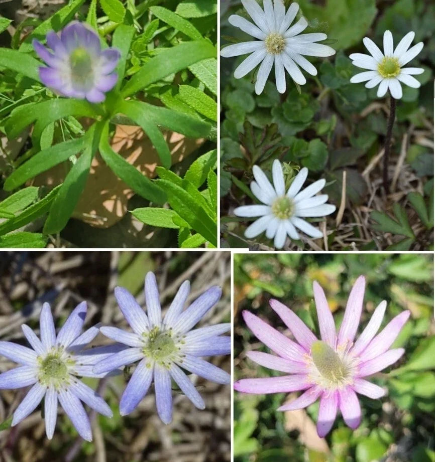 Tenpetal Anemone Seeds, Anemone berlandieri, 50+ Seeds for Garden, Perennial, Wind-flower Seeds